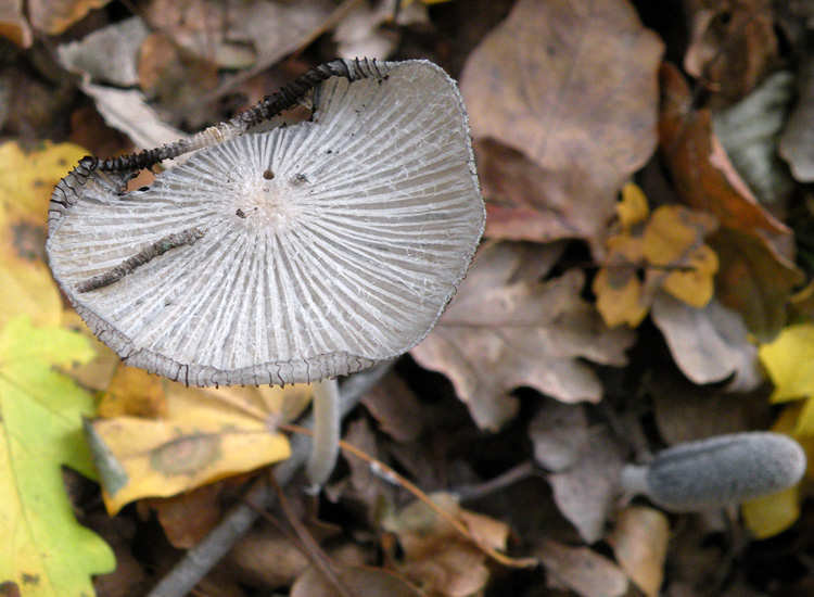 Coprinus cfr lagopus